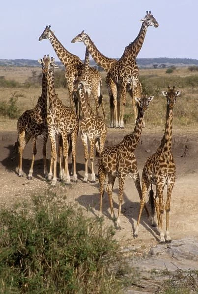 Kenya: Masai Mara