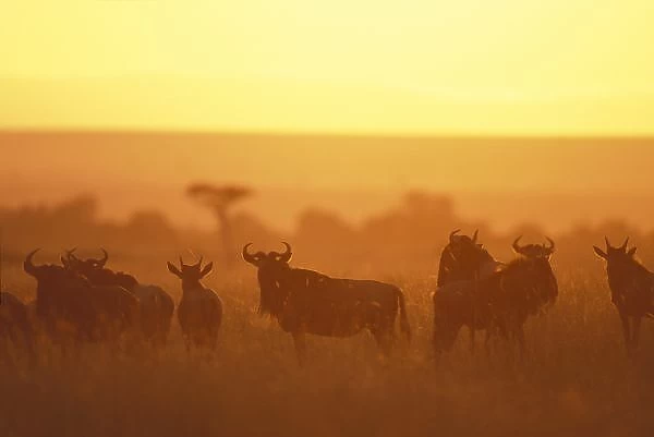 Kenya, Masai Mara