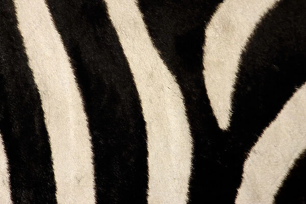 Kenya, Masai Mara. Close-up of common zebras pattern of stripes