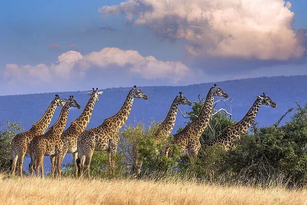 Kenya, Masai Mara Conservancy. Group of adult giraffes