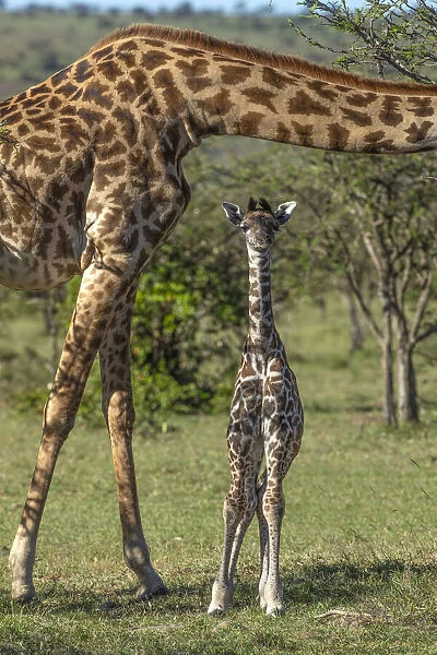 Kenya, Masai Mara Conservancy. Mother and newborn giraffe close-up