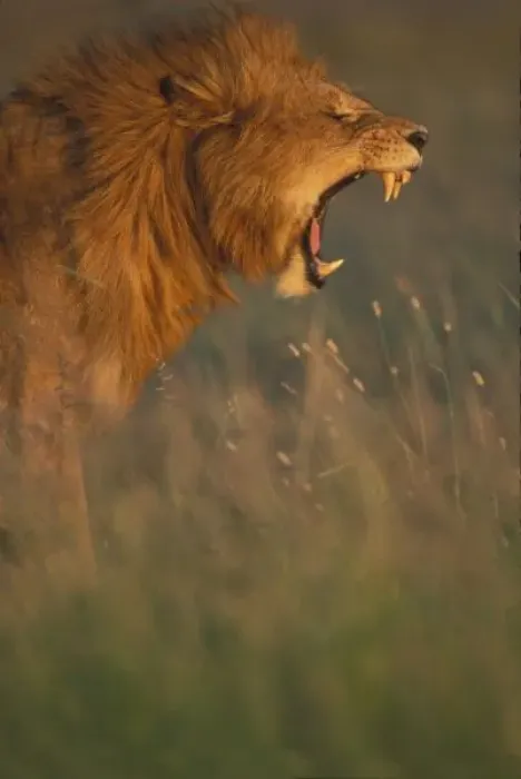 Framed Print : Kenya, Masai Mara Game Reserve, Adult male Lion (Panthera leo) bares teeth while