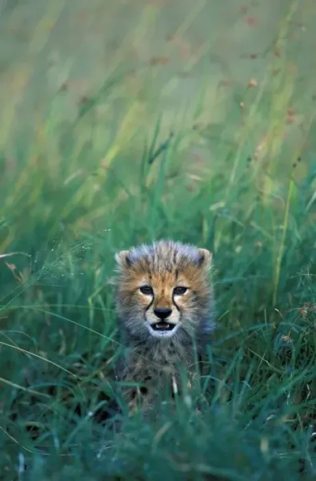 Framed Print : Kenya, Masai Mara Game Reserve, Alert Cheetah cub (Acinonyx jubatas) sits in tall