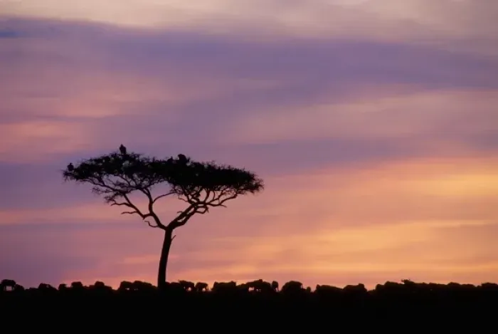 Framed Print : Kenya: Masai Mara Game Reserve, sunset with silhouettes of acacia trees, wildebeests and vultures Framed Print : Kenya: Masai Mara Game Reserve, sunset with silhouettes of acacia trees, wildebeests and vultures