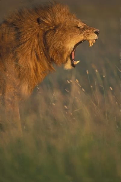 Kenya, Masai Mara Game Reserve, Adult male Lion (Panthera leo) bares teeth while