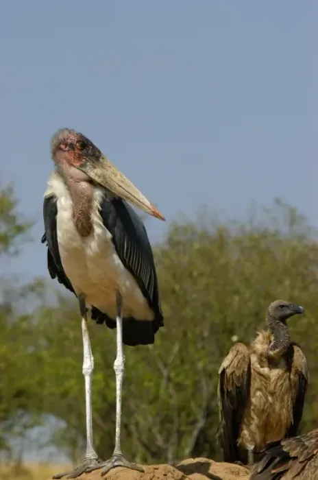Framed Print : Kenya: Masai Mara Game Reserve (AKA Msai Mara Game Reserve), Mara Conservancy, Marabou stork Framed Print : Kenya: Masai Mara Game Reserve (AKA Msai Mara Game Reserve), Mara Conservancy, Marabou stork