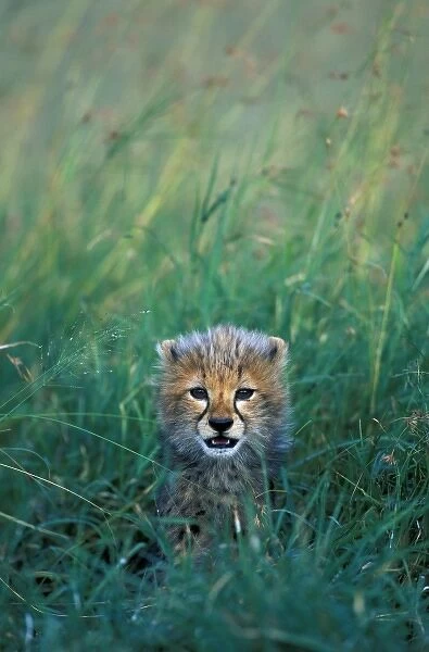 Kenya, Masai Mara Game Reserve, Alert Cheetah cub (Acinonyx jubatas) sits in tall
