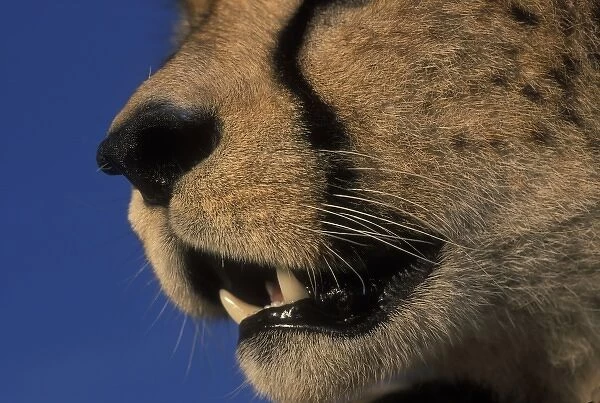 Kenya, Masai Mara Game Reserve, Close-up detail of Adult Female Cheetah (Acinonyx jubatas) jaw
