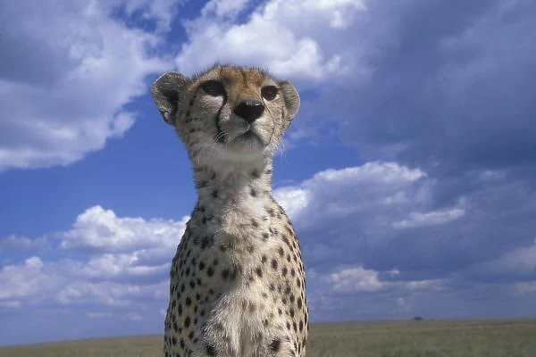 Kenya, Masai Mara Game Reserve, Close-up portrait of Adult Female Cheetah (Acinonyx