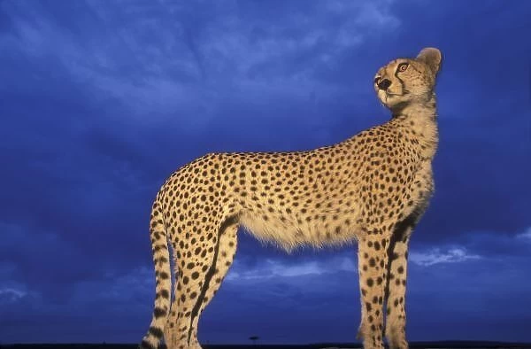 Kenya, Masai Mara Game Reserve, Flash-lit portrait of Adult Female Cheetah (Acinonyx