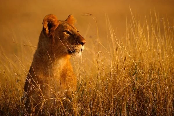 Kenya: Masai Mara Game Reserve, head of female lion above grasses, September