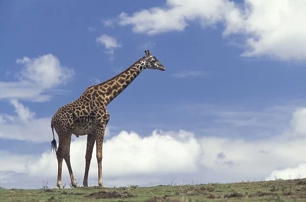 Kenya, Masai Mara Game Reserve. Kenyan Giraffe (Giraffe camelopardalis tippelskirchi)