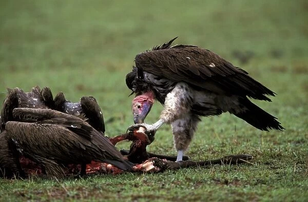 Kenya, Masai Mara Game Reserve. Nubian Vulture (Torgos tracheliotus)