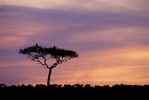 Kenya: Masai Mara Game Reserve, sunset with silhouettes of acacia trees, wildebeests and vultures