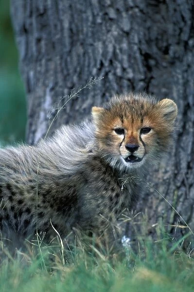 Kenya, Masai Mara Game Reserve, Young Cheetah cub (Acinonyx jubatas) in tall savanna