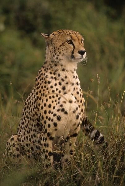 Kenya: Masai Mara, head of mating cheetah ( Acinonyx jubatus ) staring