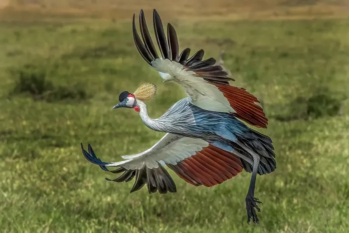 Framed Print : Kenya, Masai Mara, Masai Mara Conservancy. Crowned crane taking flight