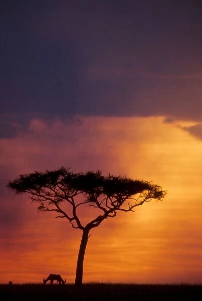 Kenya. Masai Mara National Park, Sunset