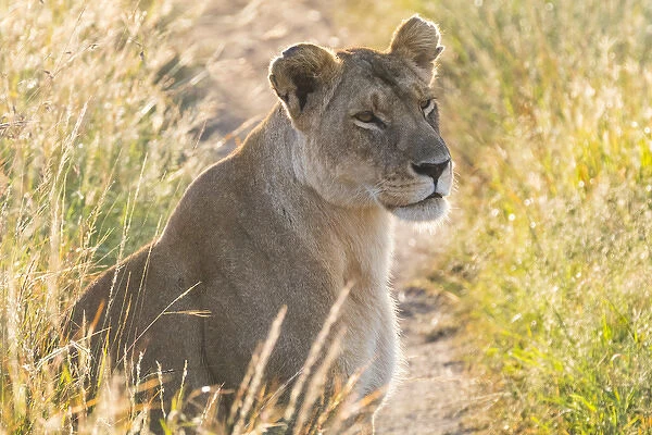 Kenya, Masai Mara National Reserve. African Lion (Panthera leo) female. 2016-08-04