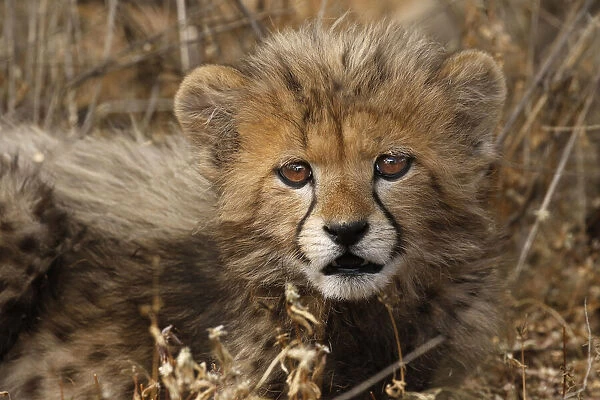 Kenya, Masai Mara National Reserve. Cheetah cub close-up