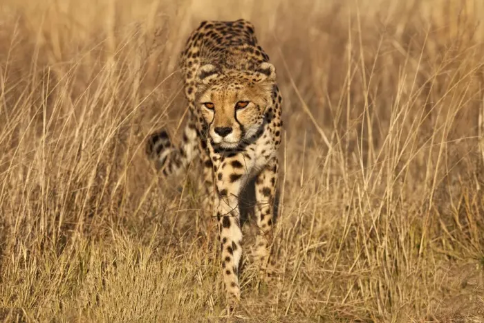 Framed Print : Kenya, Masai Mara National Reserve. Cheetah close-up at sunset Framed Print : Kenya, Masai Mara National Reserve. Cheetah close-up at sunset