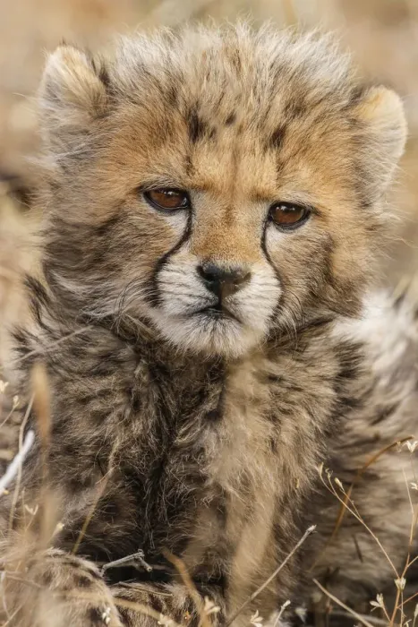 Framed Print : Kenya, Masai Mara National Reserve. Cheetah cub close-up Framed Print : Kenya, Masai Mara National Reserve. Cheetah cub close-up