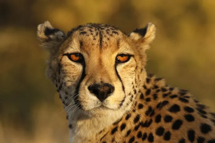 Framed Print : Kenya, Masai Mara National Reserve. Cheetah close-up at sunset Framed Print : Kenya, Masai Mara National Reserve. Cheetah close-up at sunset