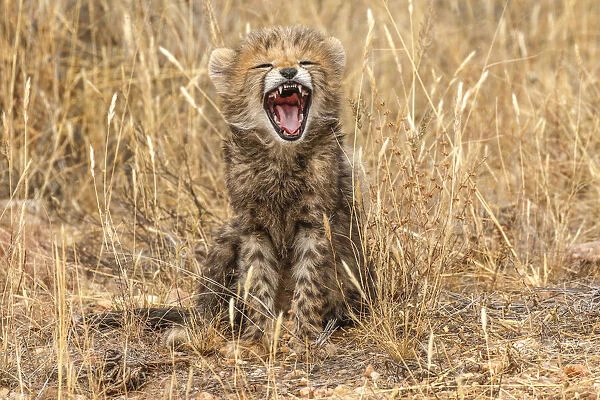 Kenya, Masai Mara National Reserve. Close-up of cheetah cub yawning