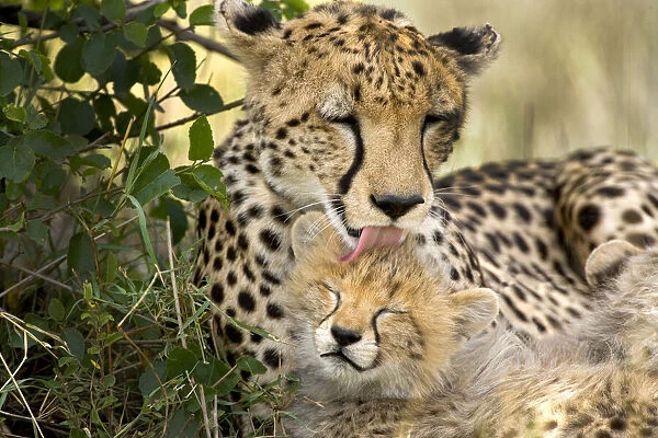 Kenya, Masai Mara National Reserve. Cheetah mother grooming cub