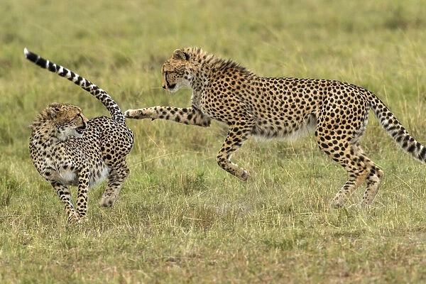 Kenya, Masai Mara National Reserve. Young cheetahs playing