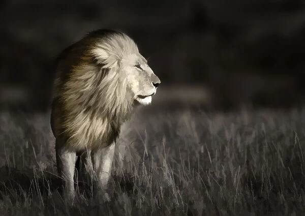 Kenya, Masai Mara National Reserve. Abstract of male lion standing in field