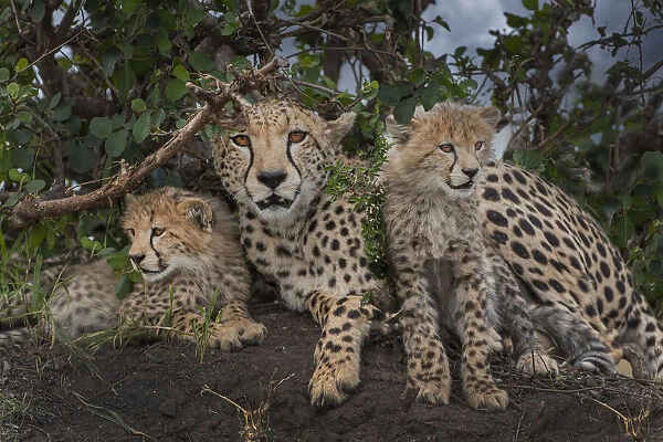 Kenya, Masai Mara National Reserve. Mother cheetah and cubs