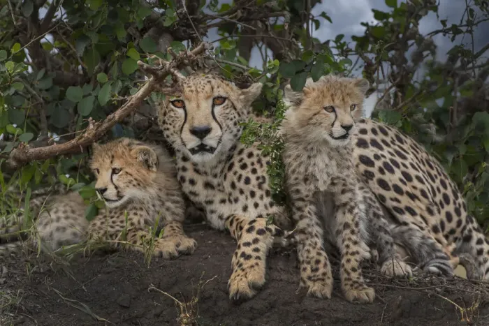 Framed Print : Kenya, Masai Mara National Reserve. Mother cheetah and cubs Framed Print : Kenya, Masai Mara National Reserve. Mother cheetah and cubs