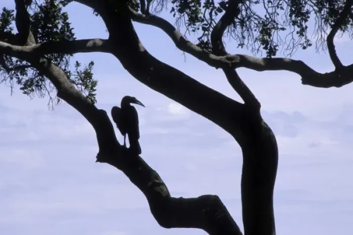 Framed Print : Kenya: Masai Mara National Reserve, Ground hornbill (Bocorvus leadbeaten) silhouetted