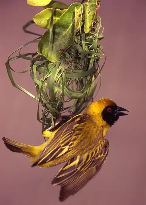 Framed Print : Kenya, Masai Mara National Wildlife Reserve. Masked weaver bird weaving a nest