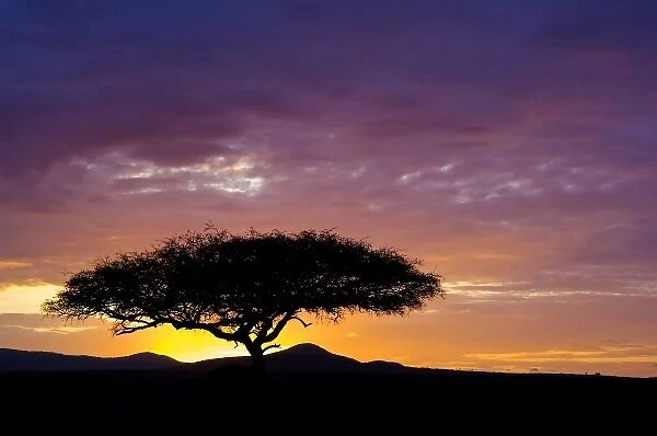 Kenya, Masai Mara. Sunrise silhouettes acacia tree