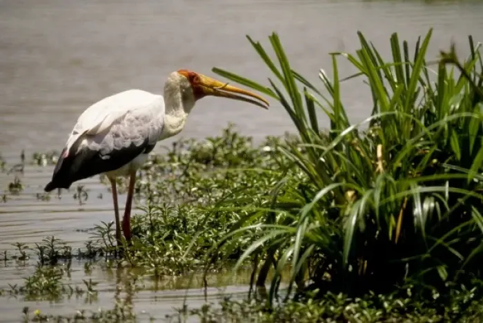 Framed Print : Kenya. Masai Mara, Yellowbilled stork (Ibis ibis) eating its catch Framed Print : Kenya. Masai Mara, Yellowbilled stork (Ibis ibis) eating its catch