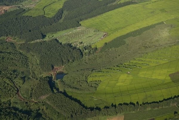 Kenya, Mau Forest, aerial view of deforestation and tea farms that serve as a barrier