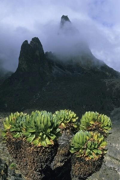 Kenya, Mount Kenya National Park, 4200 m. Teleki Valley, Giant groundsel (Dendrosenecio