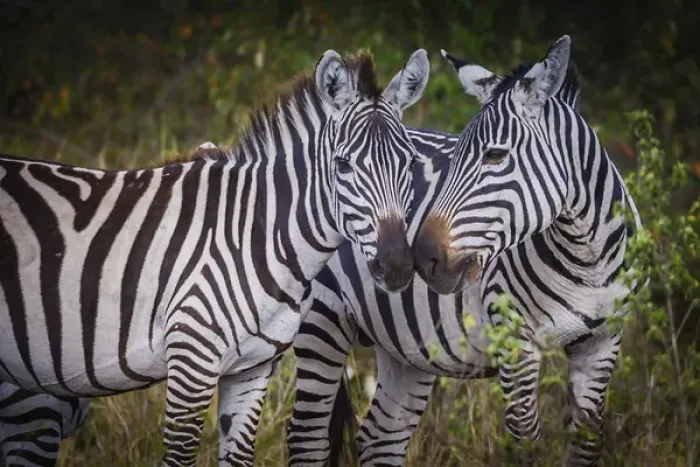 Framed Print : Kenya, Msai Mara, Zebras Putting Their Heads Together