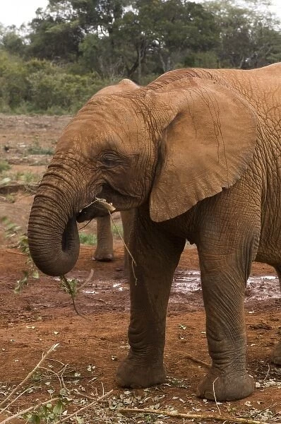 Kenya, Nairobi, David Sheldrick Wildlife Trust. Young elephant chopping on the leaves