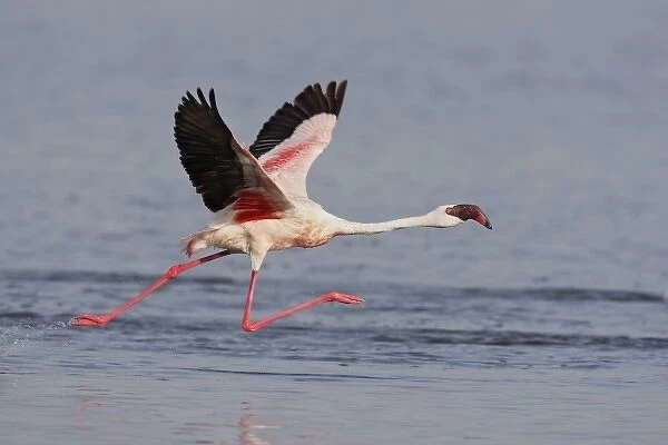 Kenya, Nakuru National Park. Lesser flamingo runs to take flight