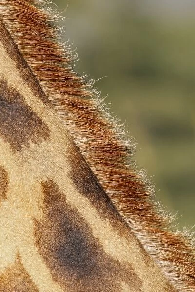 Kenya, Nakuru National Park. Detail of Rothschilds giraffe mane and fur pattern