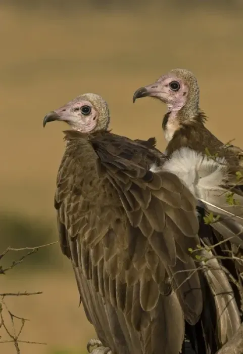 Framed Print : Kenya. Profile of two lappet-faced vultures Framed Print : Kenya. Profile of two lappet-faced vultures
