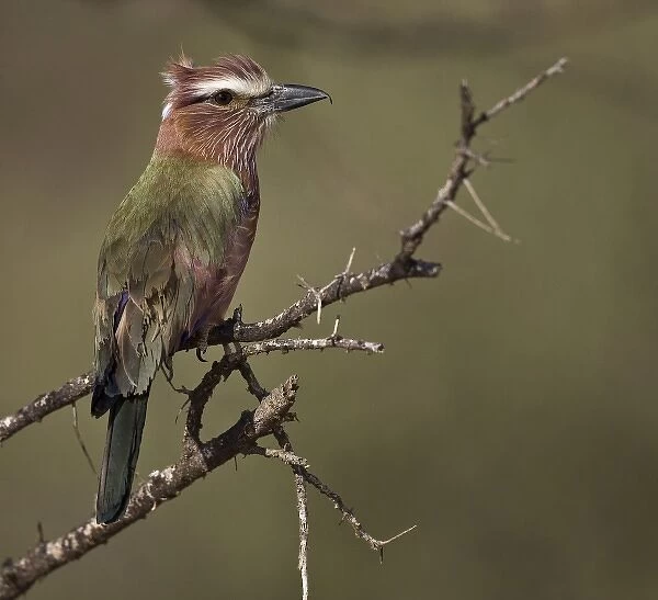 Kenya. Profile of rufous-crowned roller bird on limb