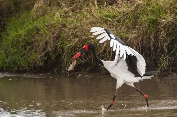 Framed Print : Kenya, saddle-billed stork, with fish Framed Print : Kenya, saddle-billed stork, with fish