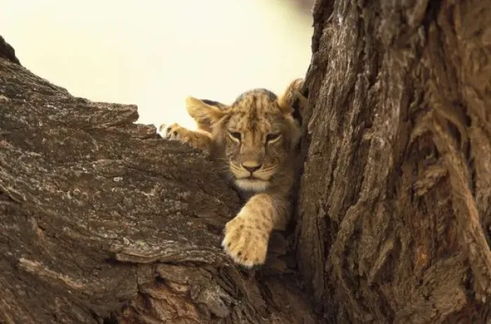 Framed Print : Kenya, Samburu National Game Reserve. Lion cub in tree (Panthera leo)