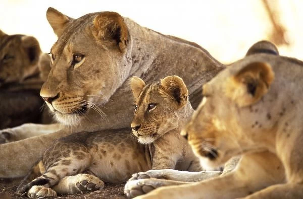 Kenya, Samburu National Game Reserve. Lion cub among female lions (Panthera leo)