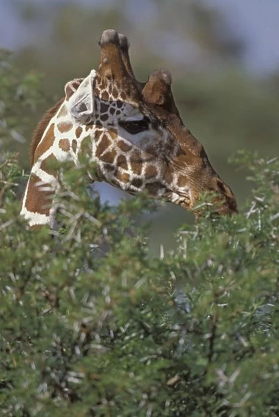 Kenya, Samburu National Park. A reticulated giraffe browsing on an Acacia tree. Credit as