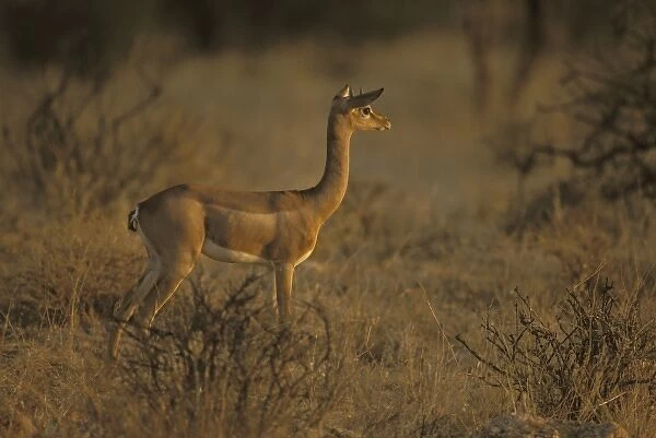Kenya, Samburu National Park. Young male gerenuk stands alert